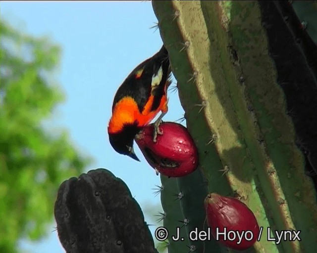 Oriole des campos - ML201202801