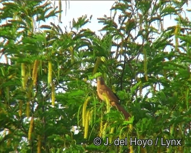 Cacholote de Caatinga - ML201202811