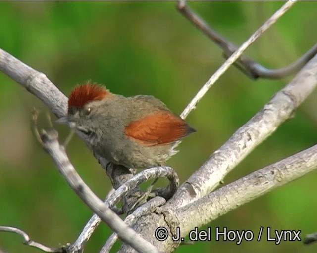 Sooty-fronted Spinetail - ML201202861