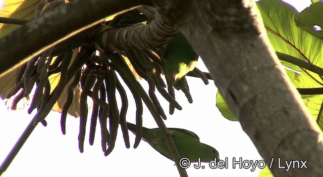 Plain Parakeet - ML201202881