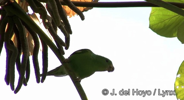 Plain Parakeet - ML201202891