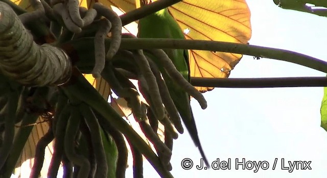 Plain Parakeet - ML201202901