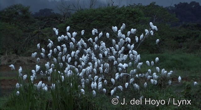 Héron garde-boeufs - ML201202911