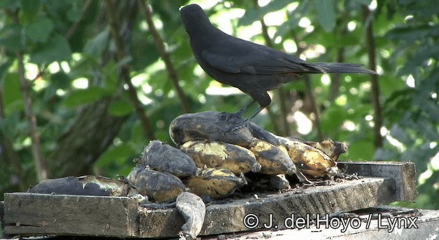 Red-rumped Cacique - ML201202921