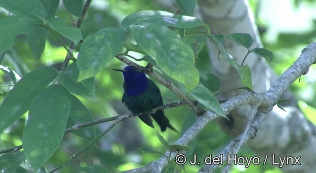 Swallow-tailed Hummingbird - ML201202941