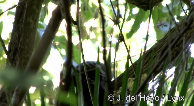 Blond-crested Woodpecker - ML201202951