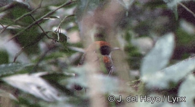 Black-cheeked Gnateater - ML201202971