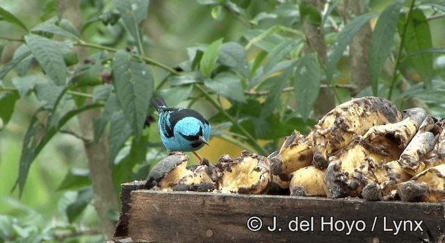 Dacnis bleu - ML201202981