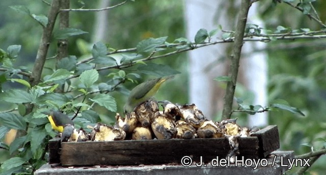 Eufonia Golipúrpura - ML201203001