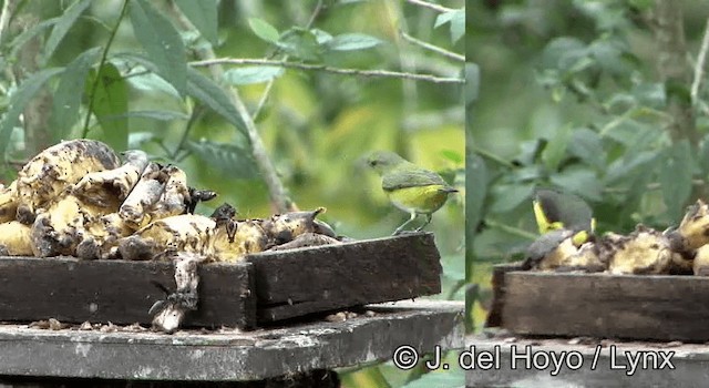 Purple-throated Euphonia - ML201203011