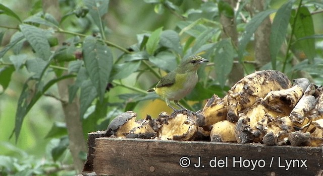 Purple-throated Euphonia - ML201203021