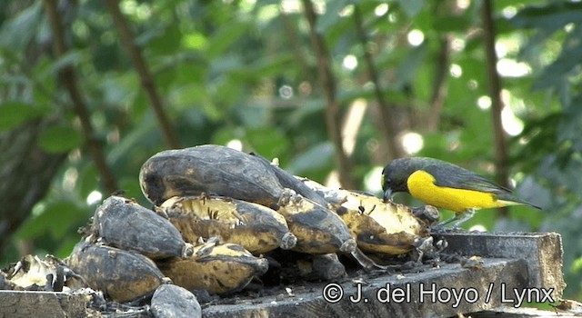 Purple-throated Euphonia - ML201203031