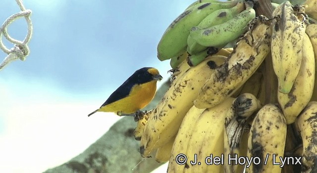 Violaceous Euphonia - ML201203041