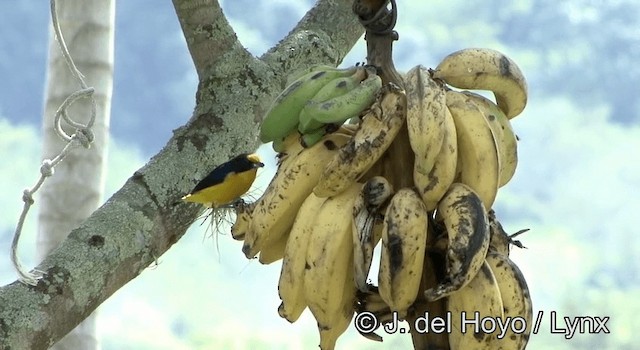 Violaceous Euphonia - ML201203061