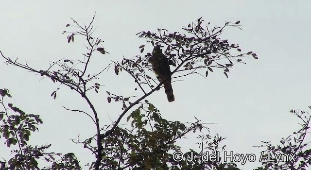 Turna Atmacası (gracilis/flexipes) - ML201203081