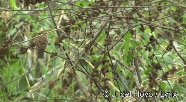 Mosquero Estriado - ML201203091