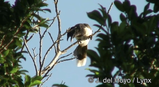 Brown Jay - ML201203191