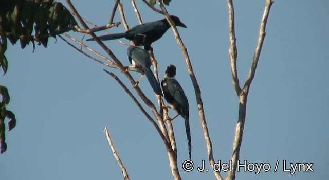 Yucatan Jay - ML201203201