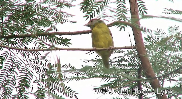 アカマユカラシモズ（gujanensis グループ） - ML201203211