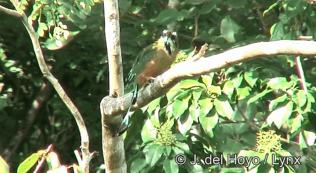 Turkuaz Kaşlı Motmot - ML201203231