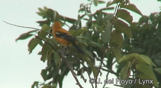 Orange Oriole - ML201203241