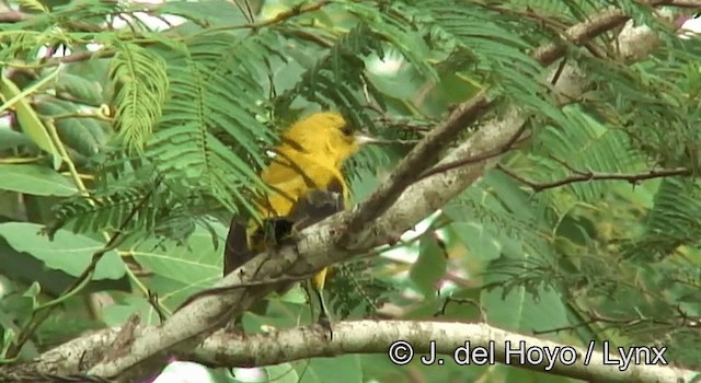 Oriole noir et or - ML201203251