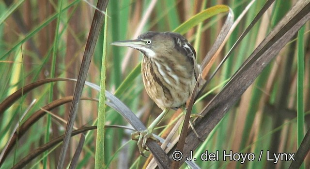 Least Bittern - ML201203271