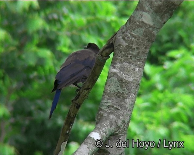 Purplish Jay - ML201203291