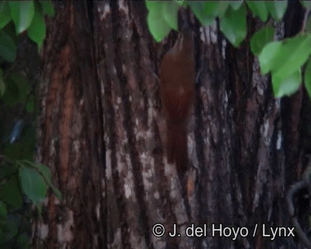 Planalto Woodcreeper - ML201203301