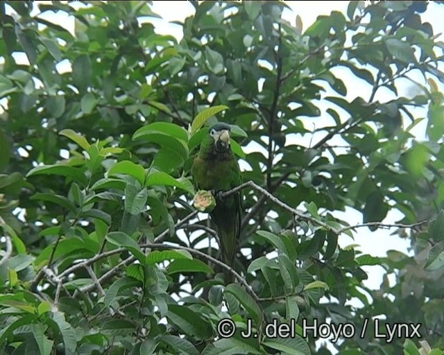 Ара червоноплечий (підвид cumanensis/longipennis) - ML201203311