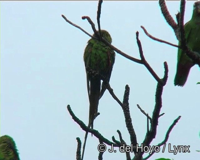 コミドリコンゴウインコ（cumanensis／longipennis） - ML201203321