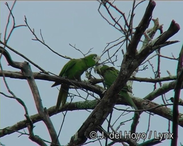 コミドリコンゴウインコ（cumanensis／longipennis） - ML201203331