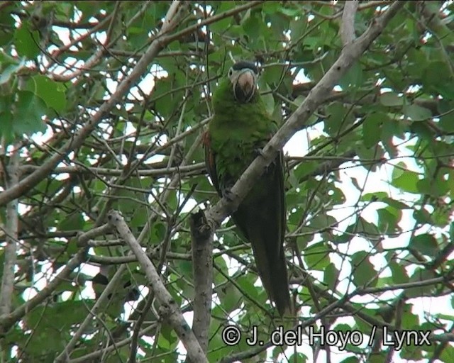 ara červenoramenný (ssp. cumanensis/longipennis) - ML201203341