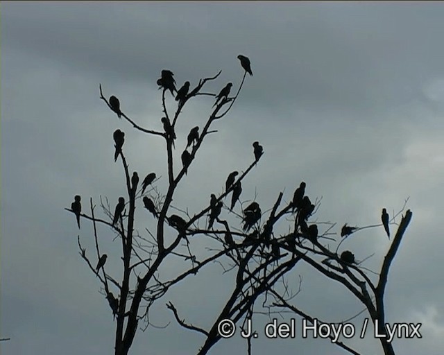 ara červenoramenný (ssp. cumanensis/longipennis) - ML201203351