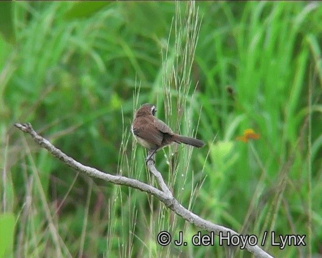 Ржавчатый муравьелов - ML201203391