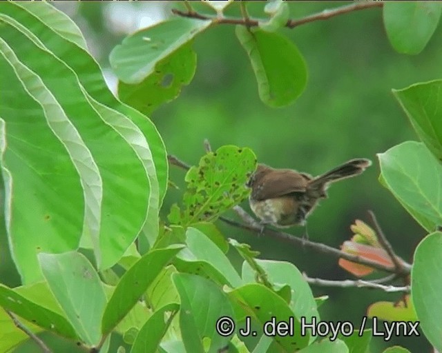 Rusty-backed Antwren - ML201203401