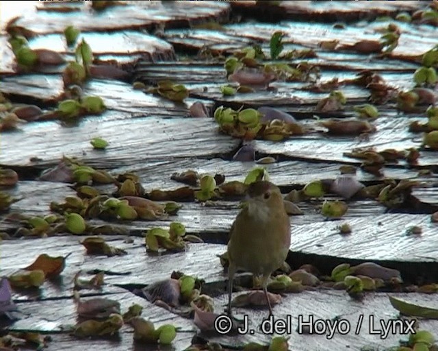 Rufous Hornero - ML201203431