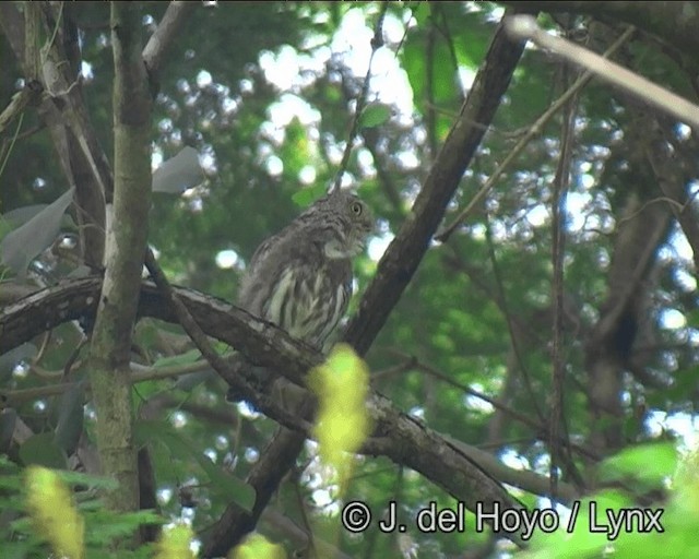 Ferruginous Pygmy-Owl (Ferruginous) - ML201203481