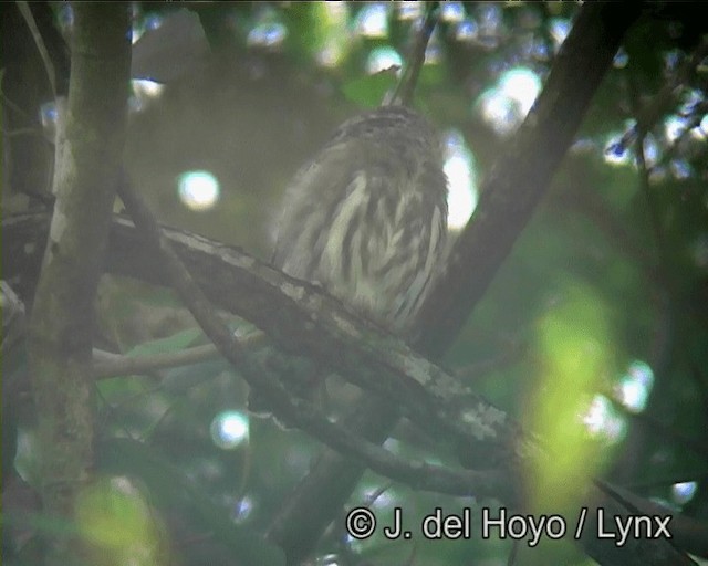 Kızıl Renkli Serçe Baykuşu [brasilianum grubu] - ML201203491