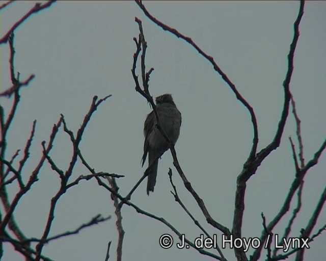 Crowned Slaty Flycatcher - ML201203521