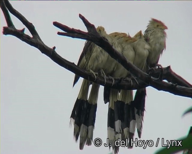 アマゾンカッコウ - ML201203571