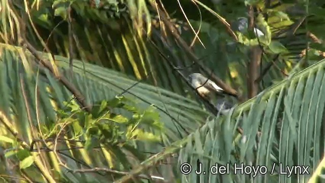 White-rumped Cuckooshrike - ML201203611