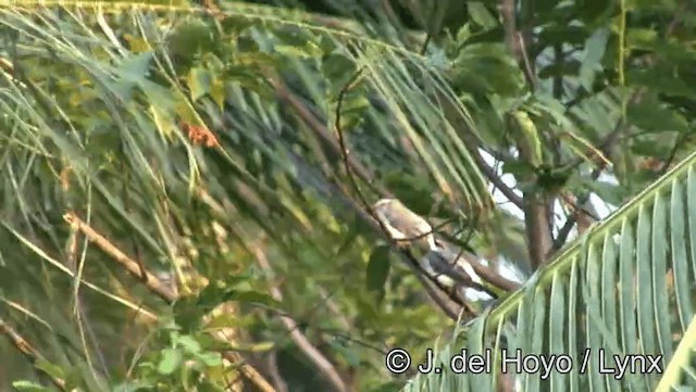 White-rumped Cuckooshrike - ML201203621