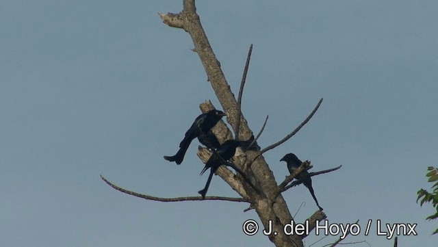 Hair-crested Drongo (White-eyed) - ML201203651