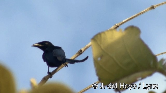 Drongo Crestudo (leucops/banggaiensis) - ML201203661