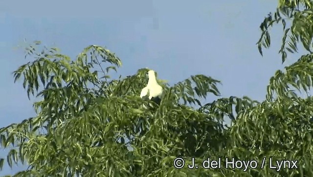 Pied Imperial-Pigeon - ML201203671