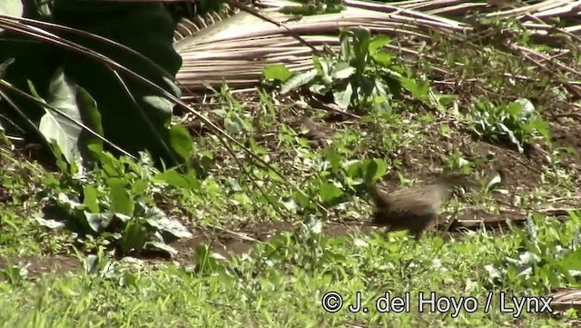 Buff-banded Rail - ML201203711