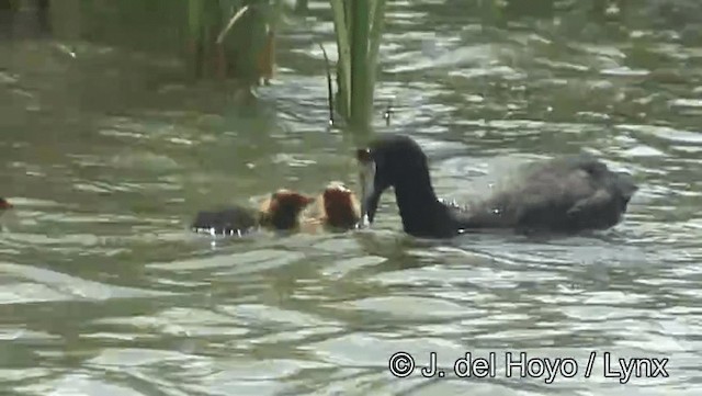 Red-knobbed Coot - ML201203841