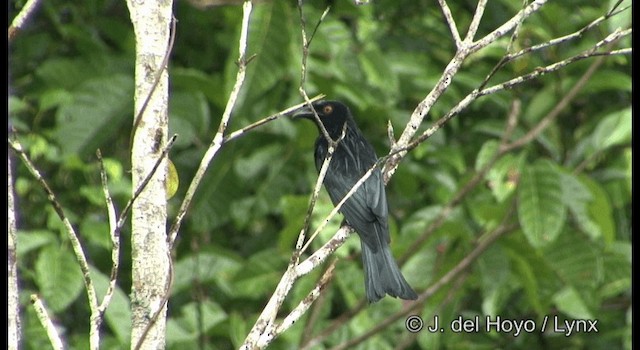 brokadedrongo (carbonarius) - ML201203941