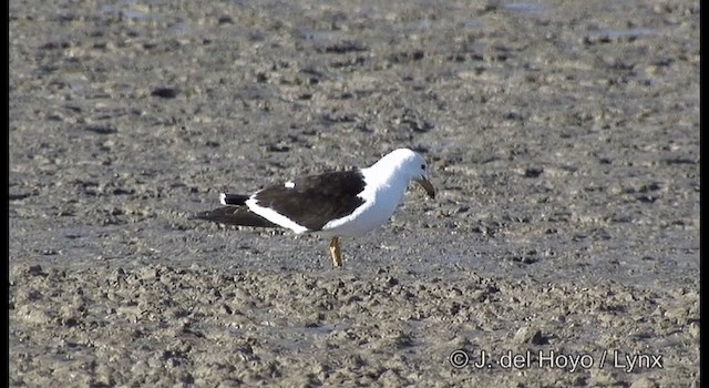 Olrog's Gull - ML201204041